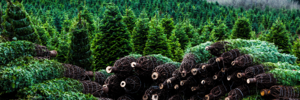 Christmas Trees