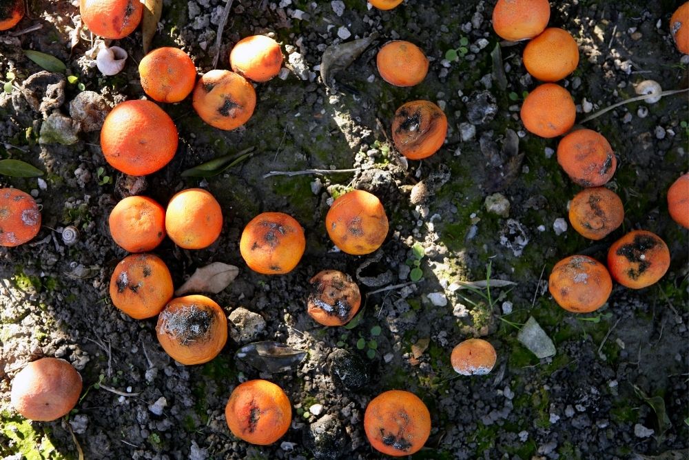 Citrus Disease