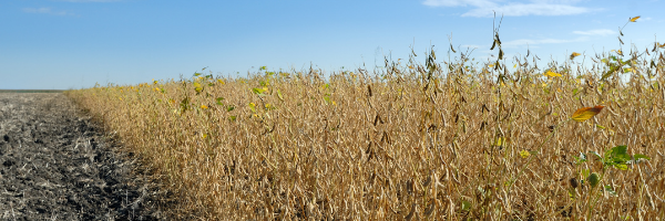 Soybeans