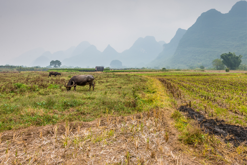 China Agriculture
