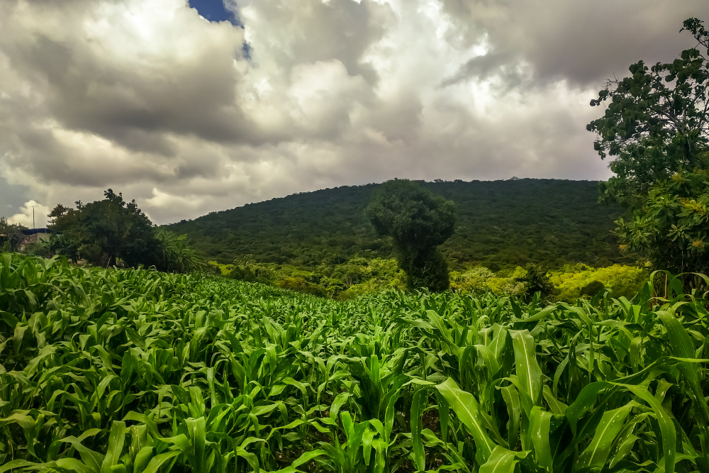 Mexico Agriculture