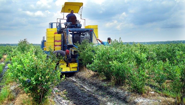 Blueberry Harvestor