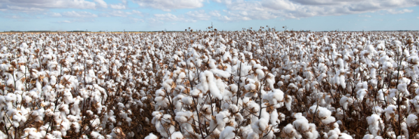 Cotton Crop