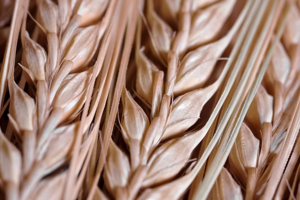Barley