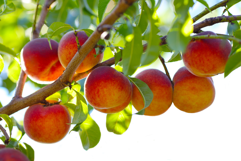 Peaches