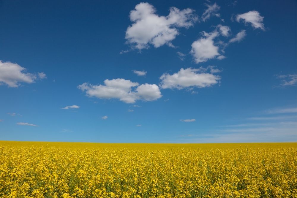 Canola