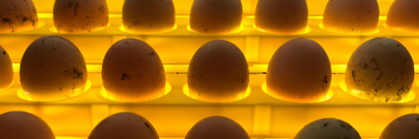 Eggs in Incubator
