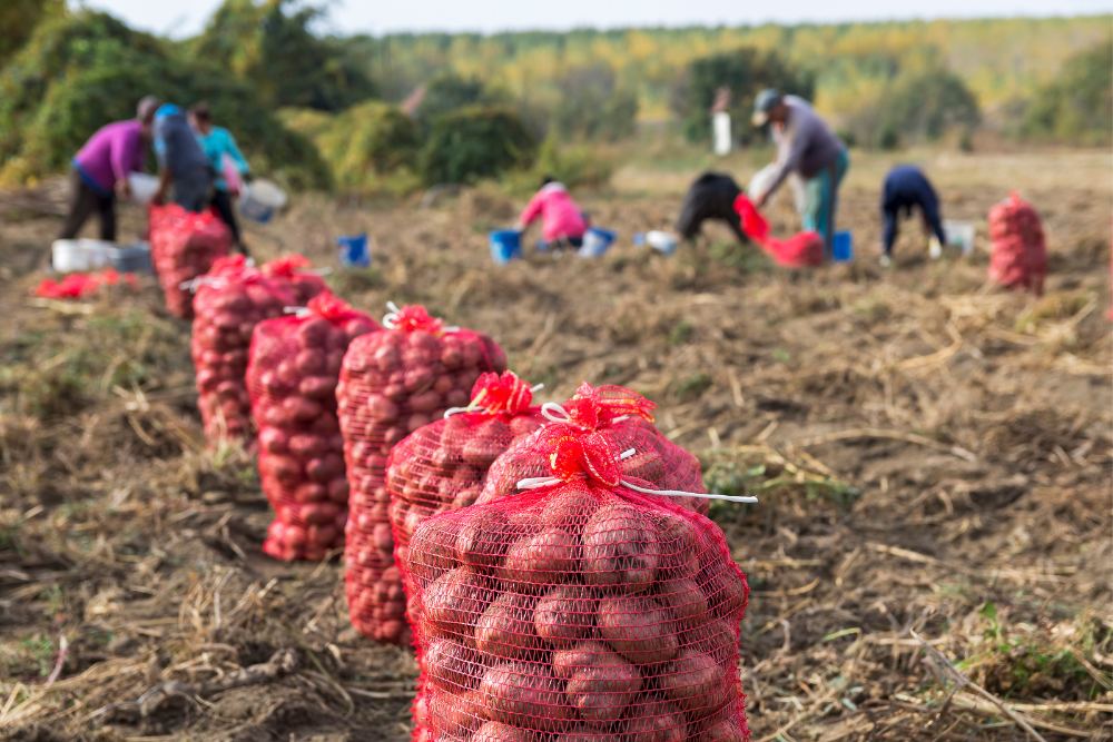Farm Labor