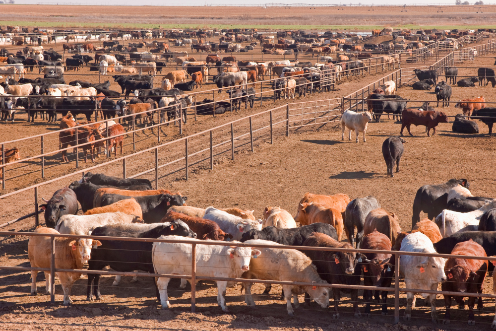 Cattle Markets