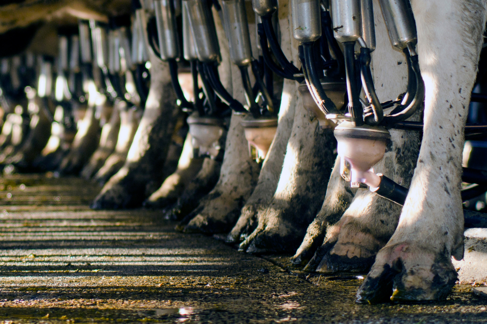 Dairy Industry