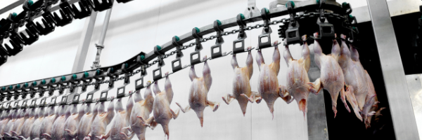 Poultry Processing