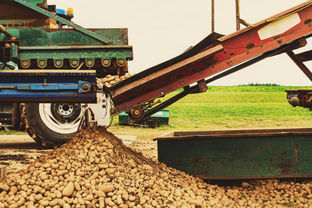 Potato Farm