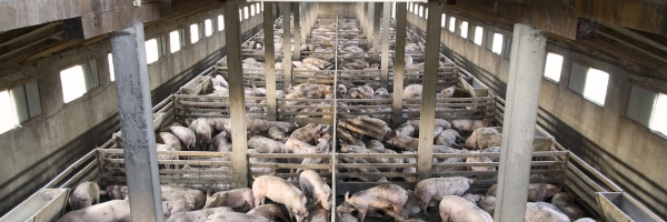 China Hog Farm