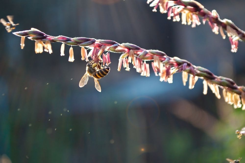 Bees | Pollination